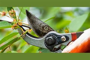 Pruning Workshop at Town Hall